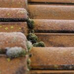 Moss1 Banbury