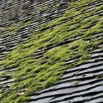 Moss5 Banbury